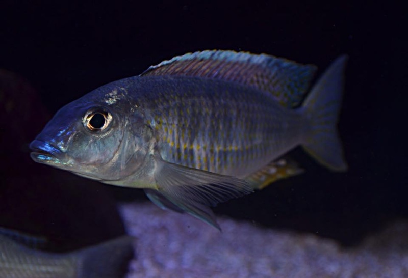 Otopharynx styrax 'Itungi'
